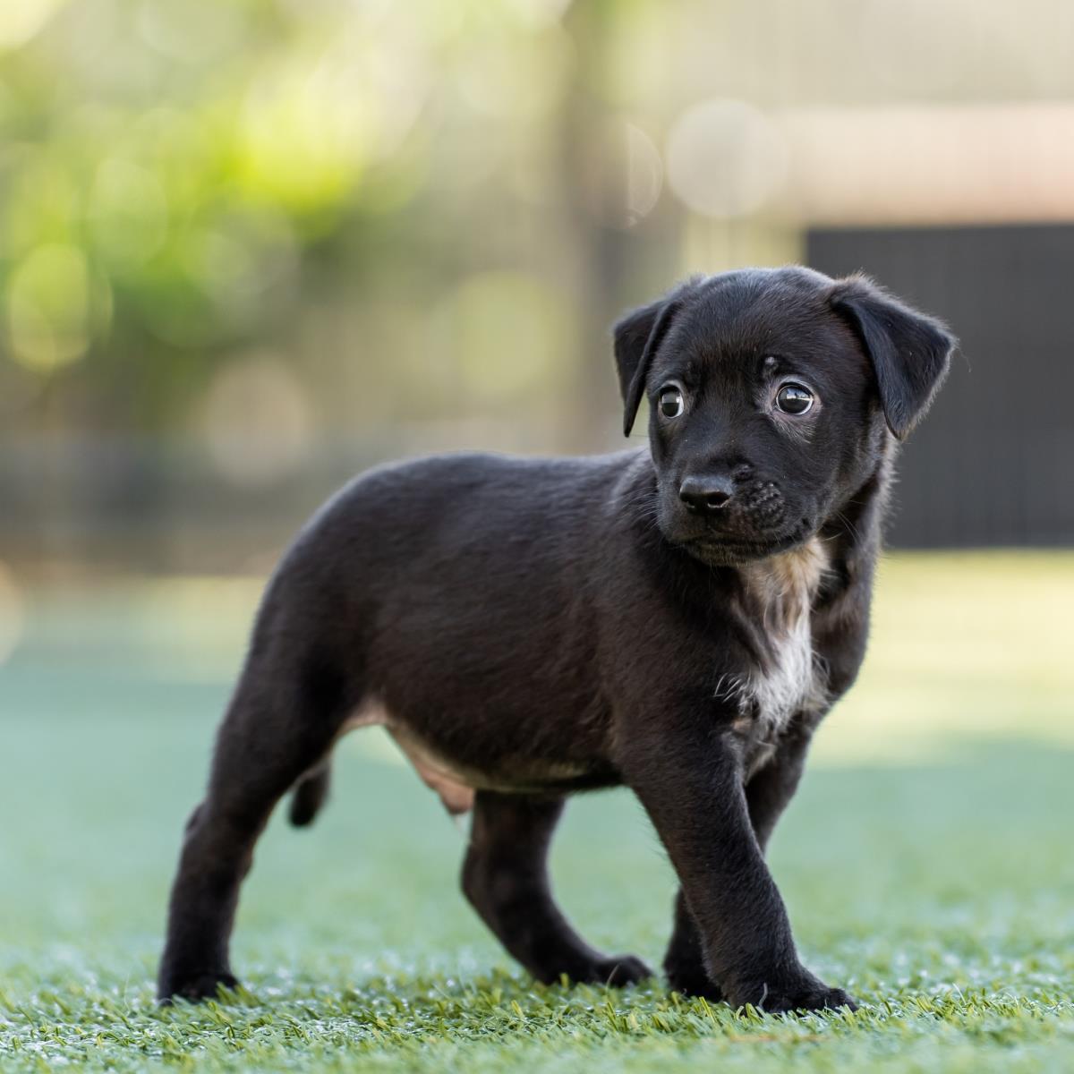 Alpine Pup - Tussock
