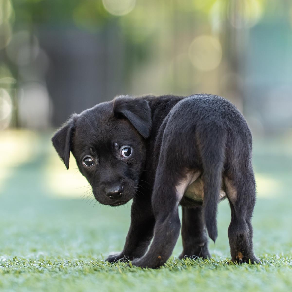 Alpine Pup - Tussock