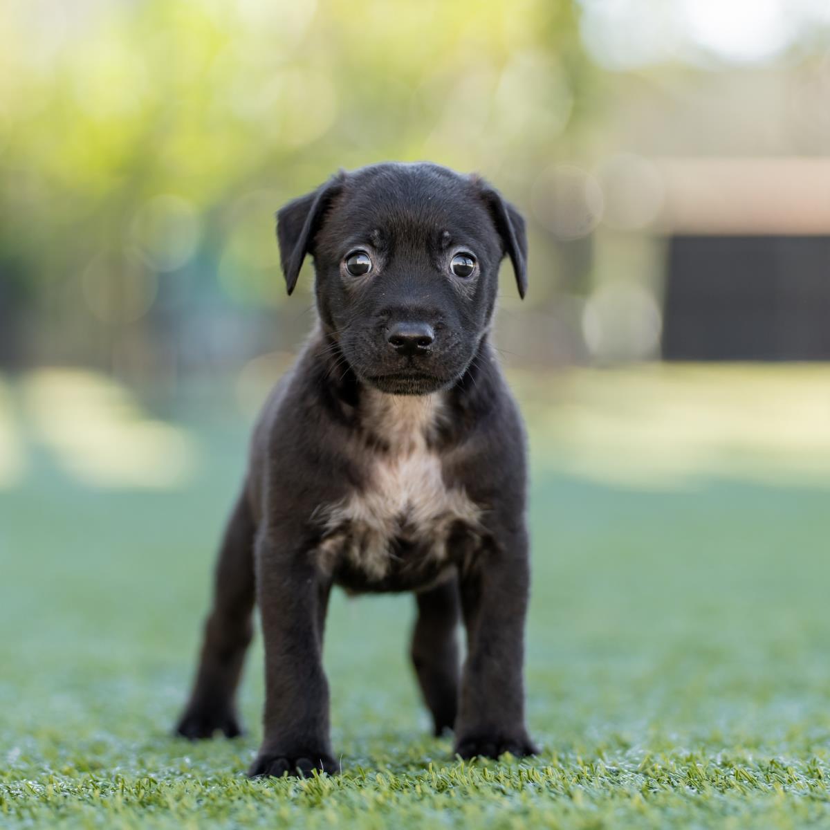 Alpine Pup - Tussock