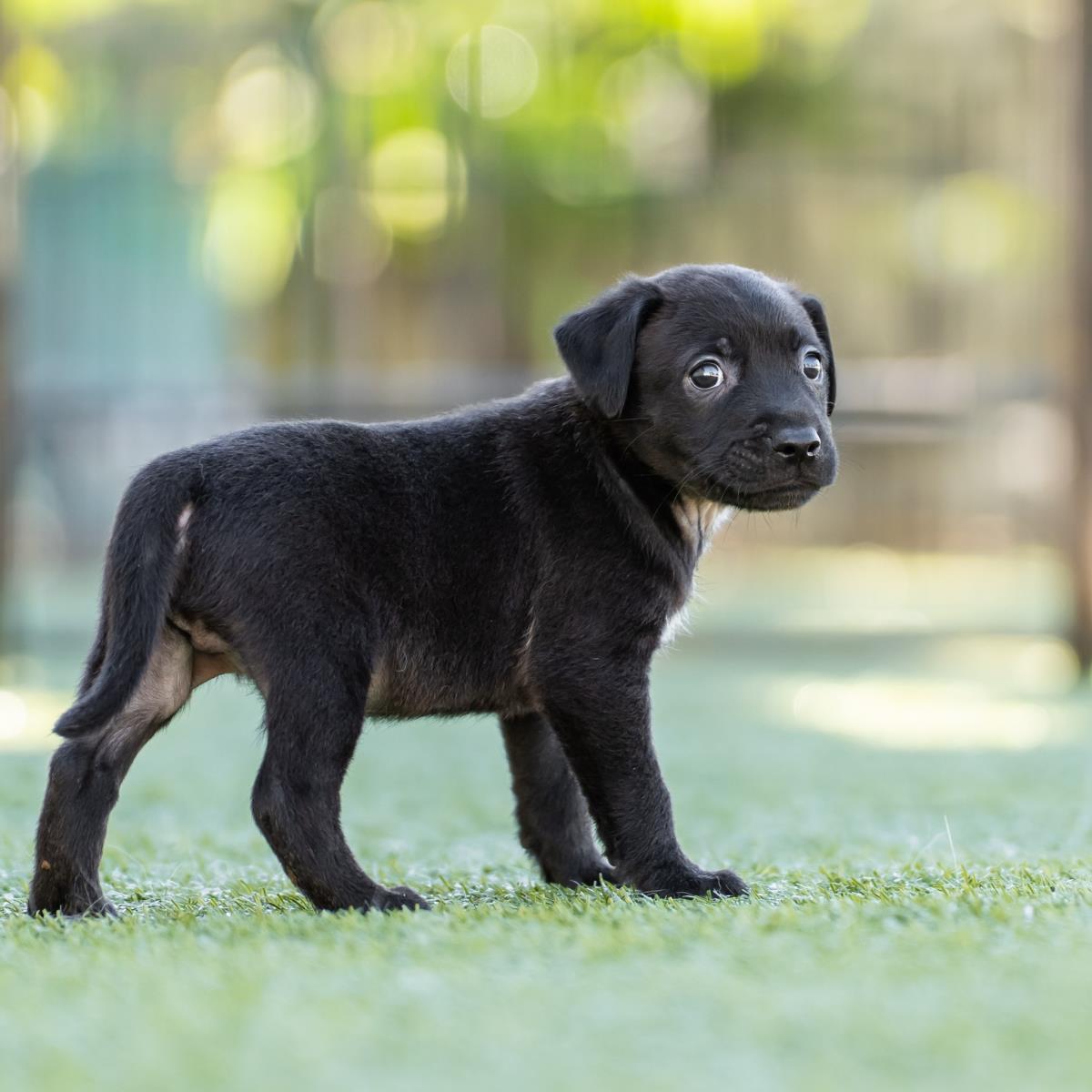 Alpine Pup - Tussock