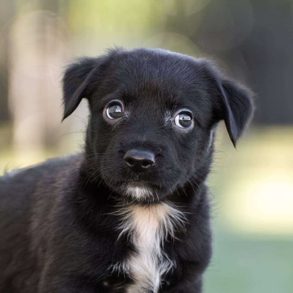 Alpine Pup - Montage