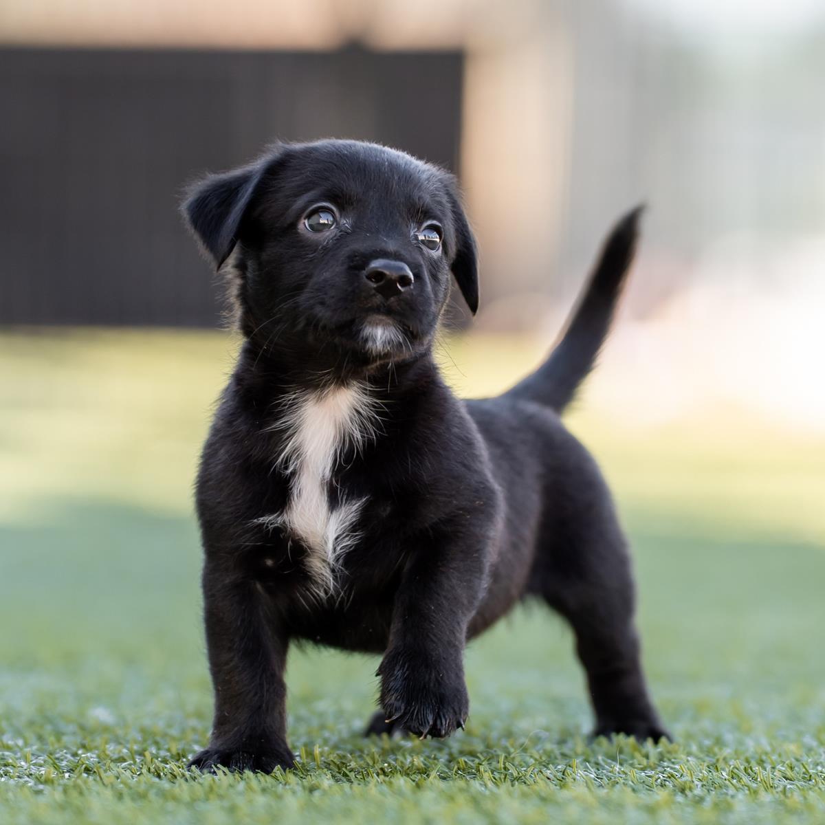 Alpine Pup - Montage