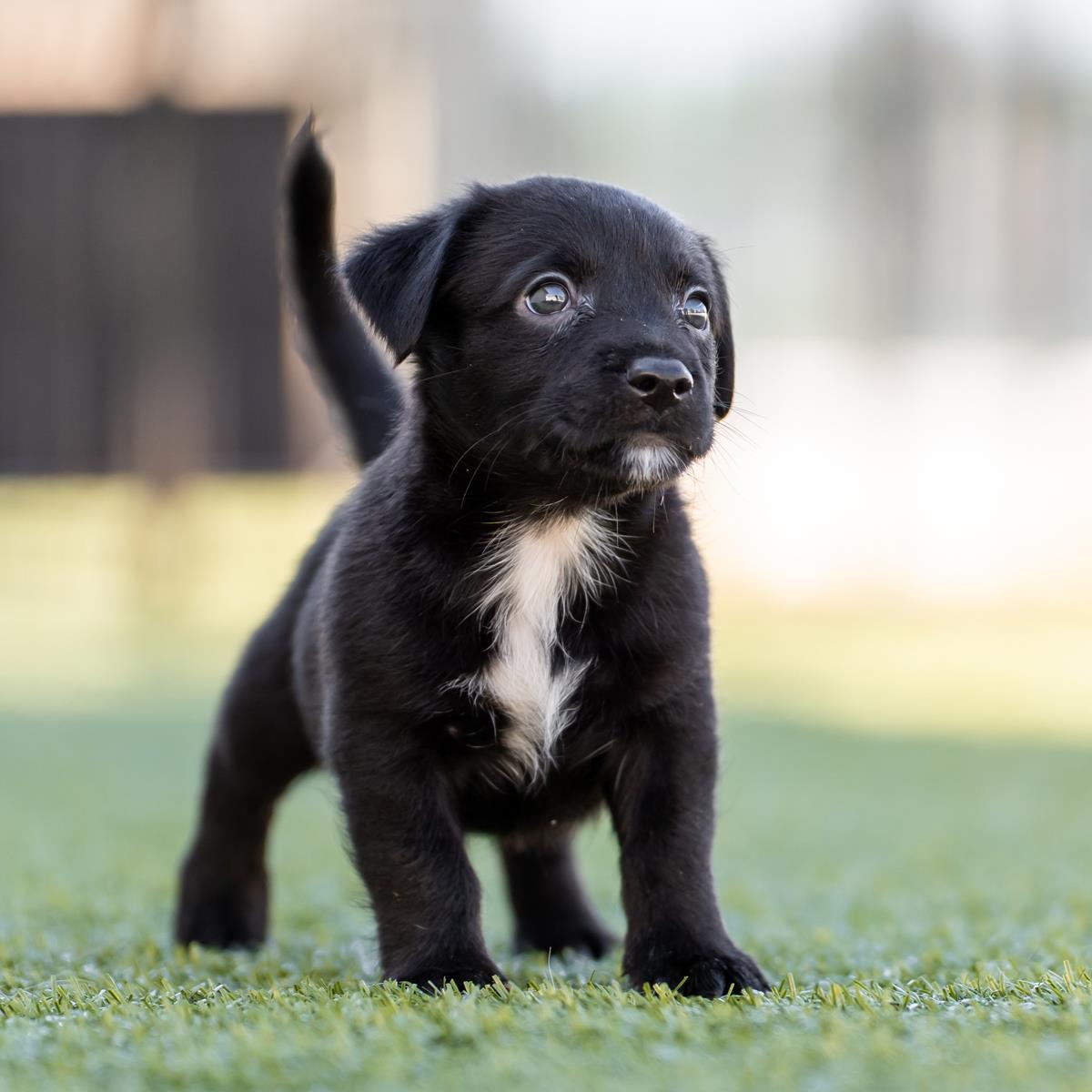 Alpine Pup - Montage