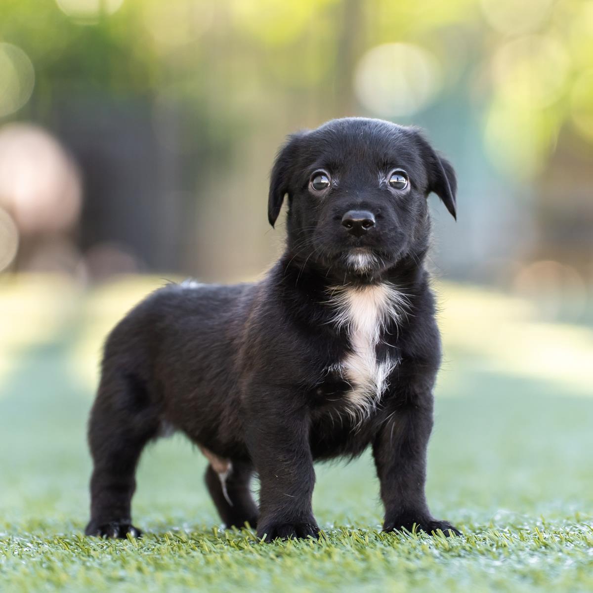 Alpine Pup - Montage