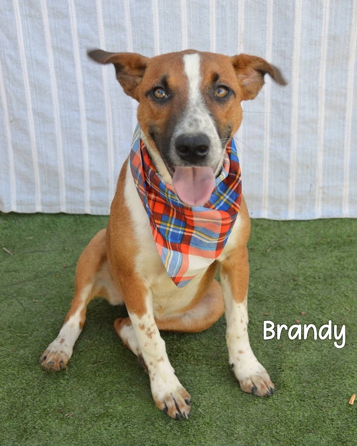 Brandy
