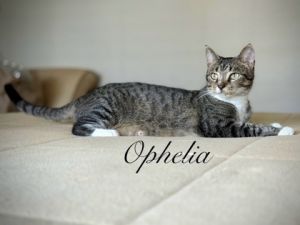 87522a Ophelia- Pounce Cat Cafe