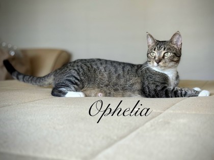 87522a Ophelia- Pounce Cat Cafe 1