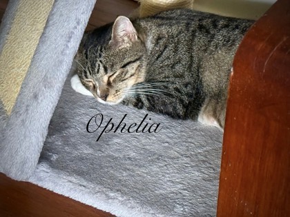 87522a Ophelia- Pounce Cat Cafe 2