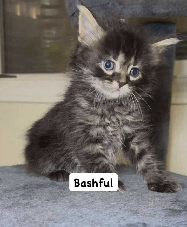 Bashful 5