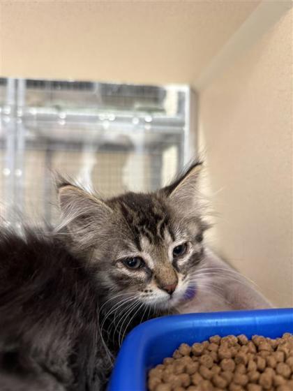 Marie, an adoptable Domestic Medium Hair, Domestic Short Hair in Hutchinson, KS, 67504 | Photo Image 1