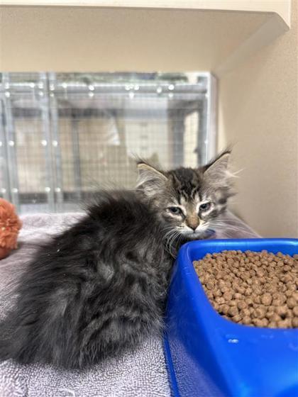 Marie, an adoptable Domestic Medium Hair, Domestic Short Hair in Hutchinson, KS, 67504 | Photo Image 2