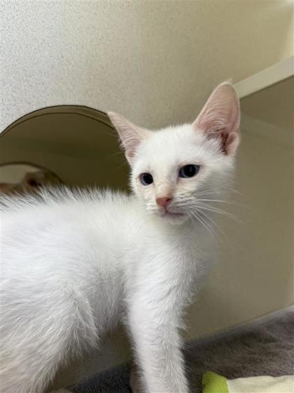 Toulouse, an adoptable Domestic Short Hair in Hutchinson, KS, 67504 | Photo Image 1