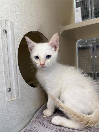 Toulouse, an adoptable Domestic Short Hair in Hutchinson, KS, 67504 | Photo Image 2