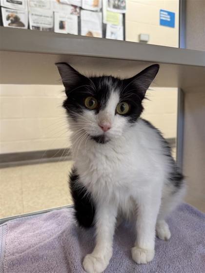 Pie, an adoptable Domestic Medium Hair, Domestic Short Hair in Hutchinson, KS, 67504 | Photo Image 1