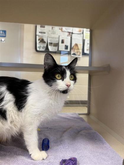 Pie, an adoptable Domestic Medium Hair, Domestic Short Hair in Hutchinson, KS, 67504 | Photo Image 2