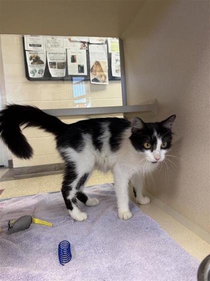 Pie, an adoptable Domestic Medium Hair, Domestic Short Hair in Hutchinson, KS, 67504 | Photo Image 3