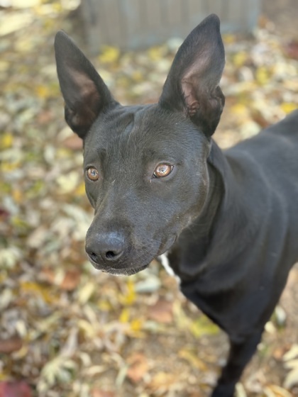 Jack Black thumbnail 2