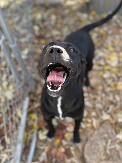 Jack Black thumbnail 3