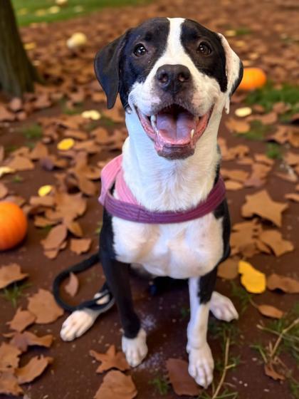 Gamora, an adoptable Boxer, Mixed Breed in Gwinn, MI, 49841 | Photo Image 1