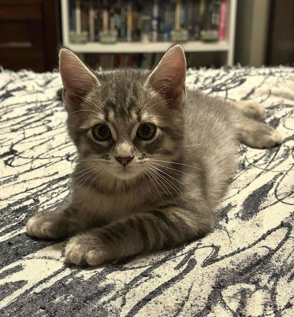 Mr. Mister thumbnail 2