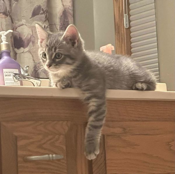 Mr. Mister thumbnail 3