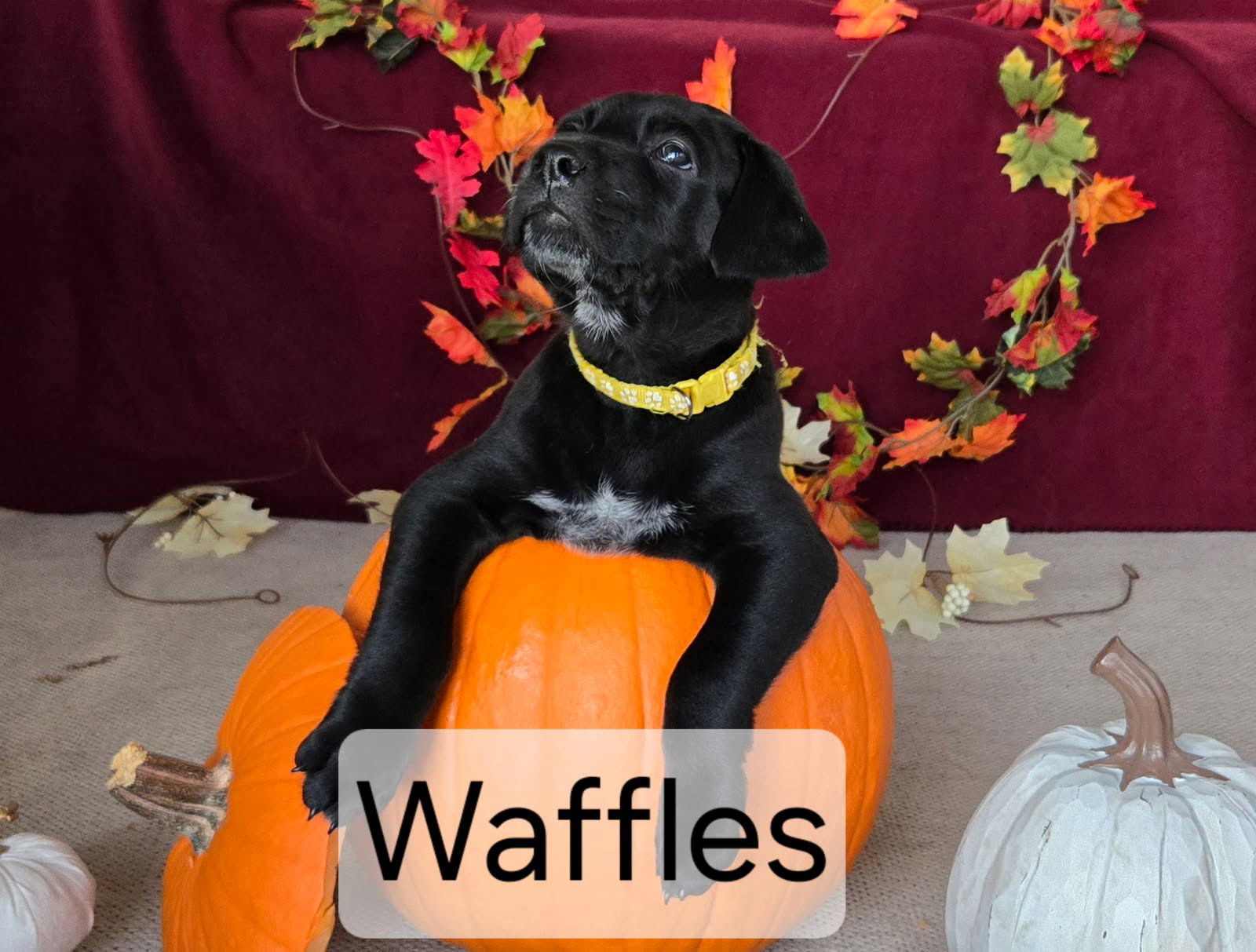 Ebony's Waffles
