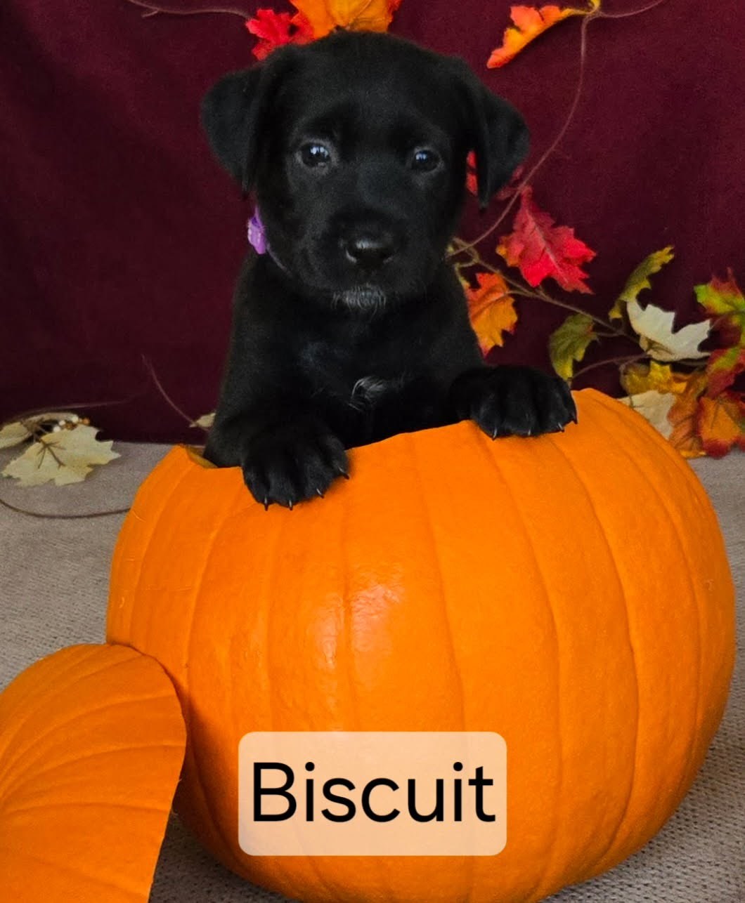 Ebony's Biscuit