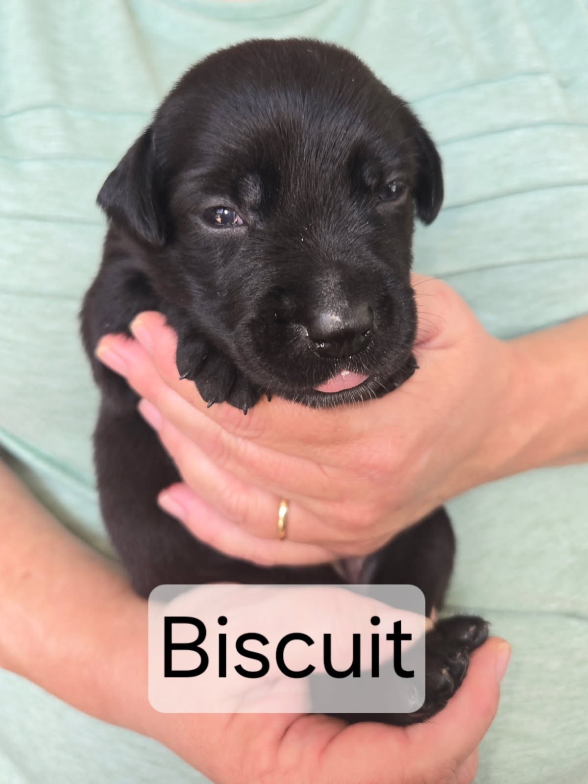 Ebony's Biscuit