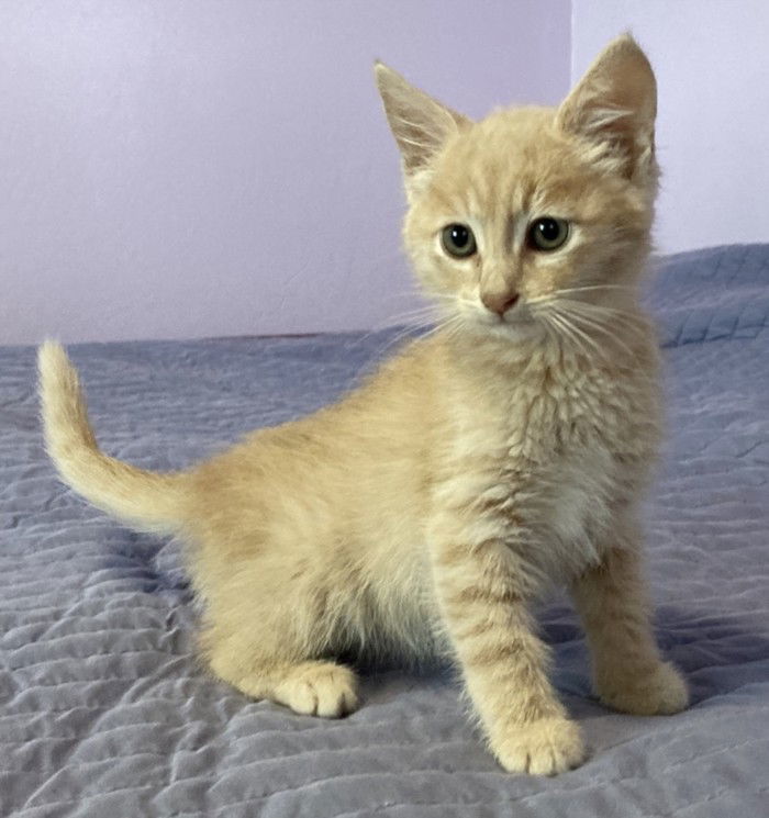 Photo of Baby Female Domestic Short Hair 
