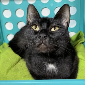 Dottie (Alder Manor)