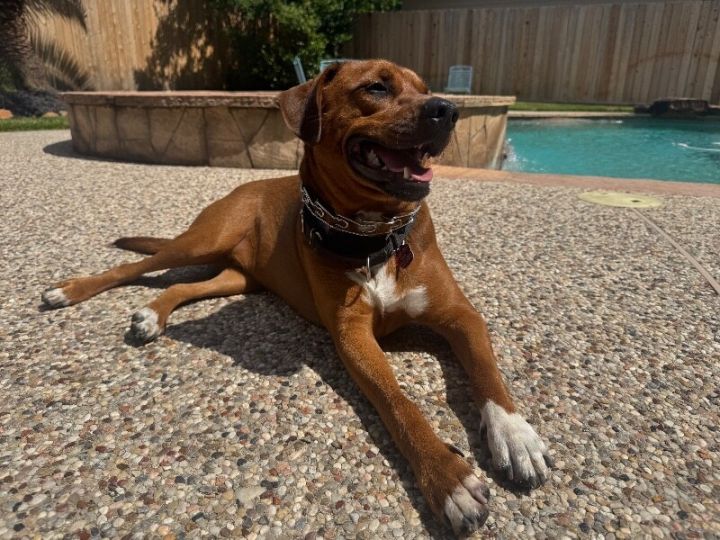 Charlie Brown Belly Rub King 3