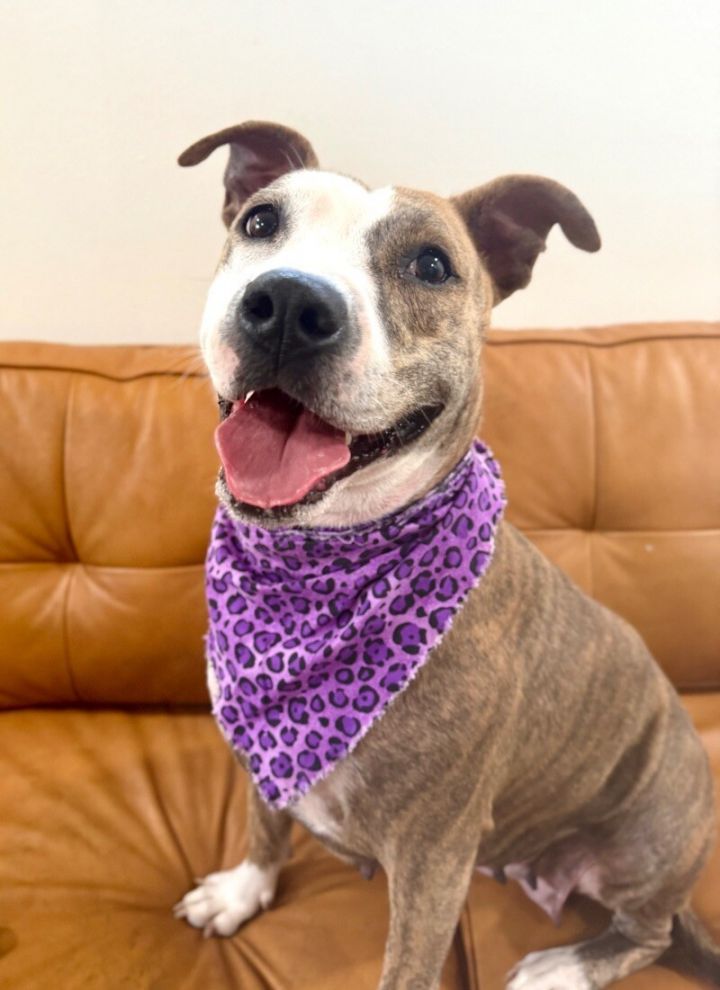 Josie Rosie loves to snuggle so cozy <3 1