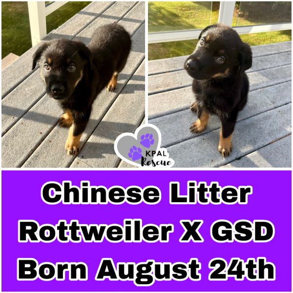 Egg Roll - Chinese Litter