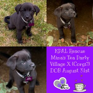 Earl - Minas Tea Party