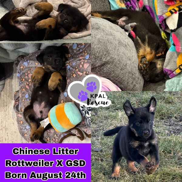 Kung Pow - Chinese Litter