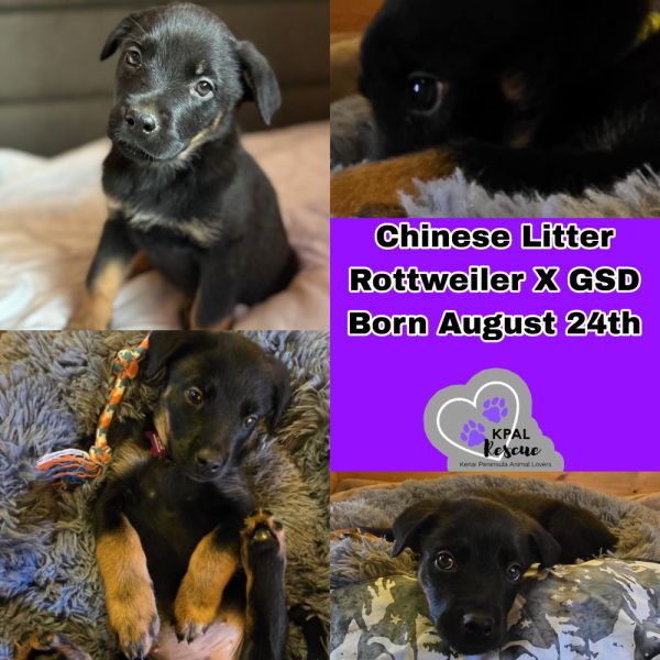 Wasabi - Chinese Litter