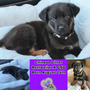 Chow Mein - Chinese Litter