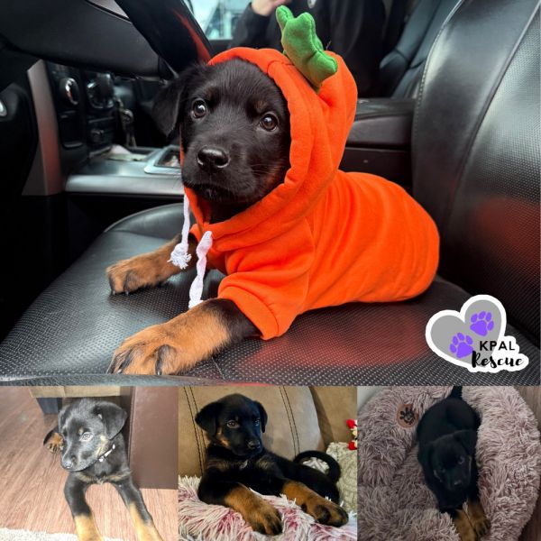 Chow Mein - Chinese Litter