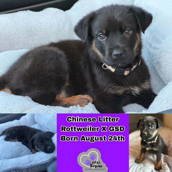 Chow Mein - Chinese Litter