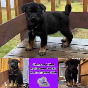 Wonton - Chinese Litter