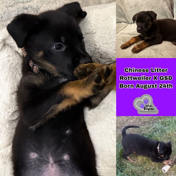 Miso - Chinese Litter