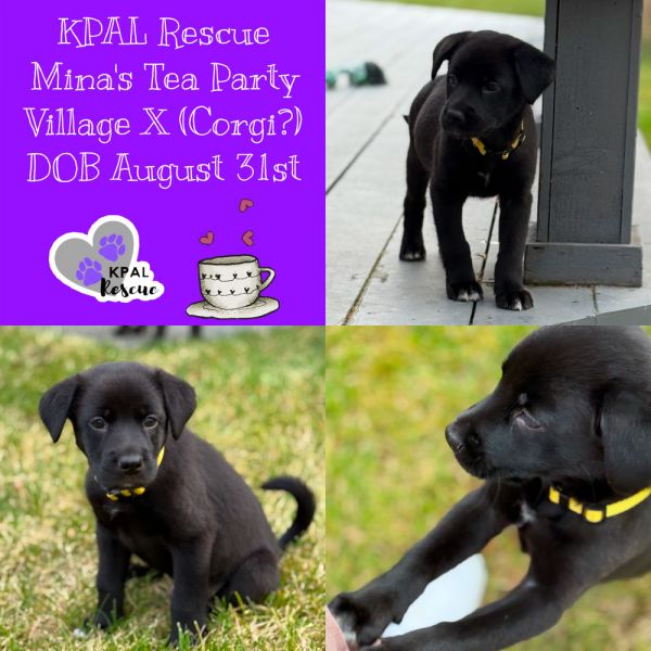 Oolong - Minas Tea Party