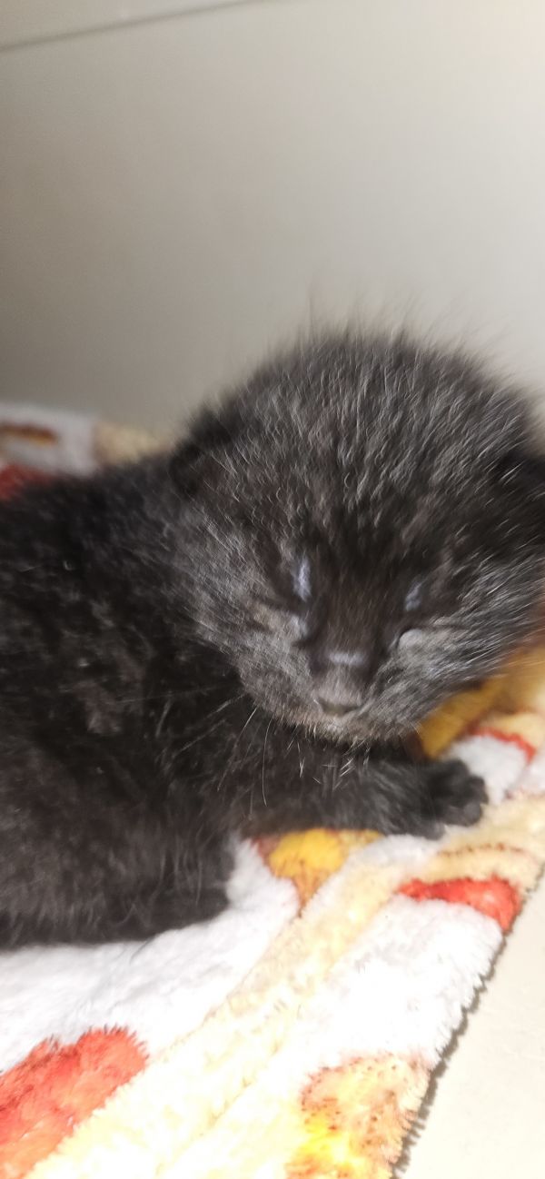 Davidson thumbnail 3