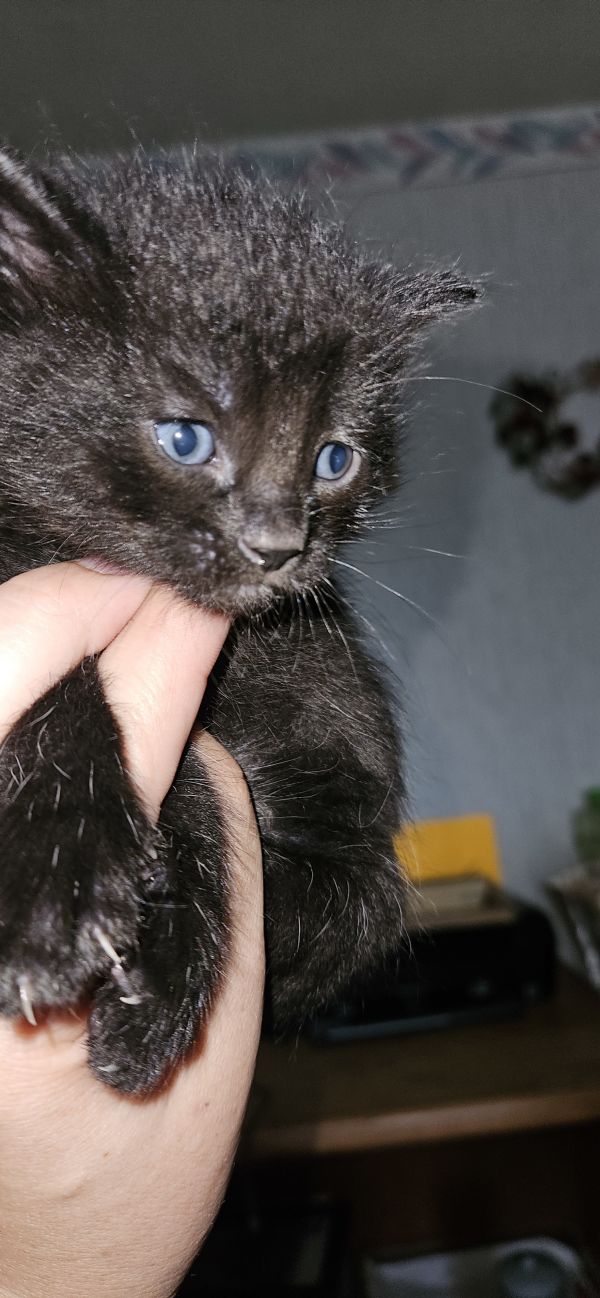 Davidson thumbnail 4