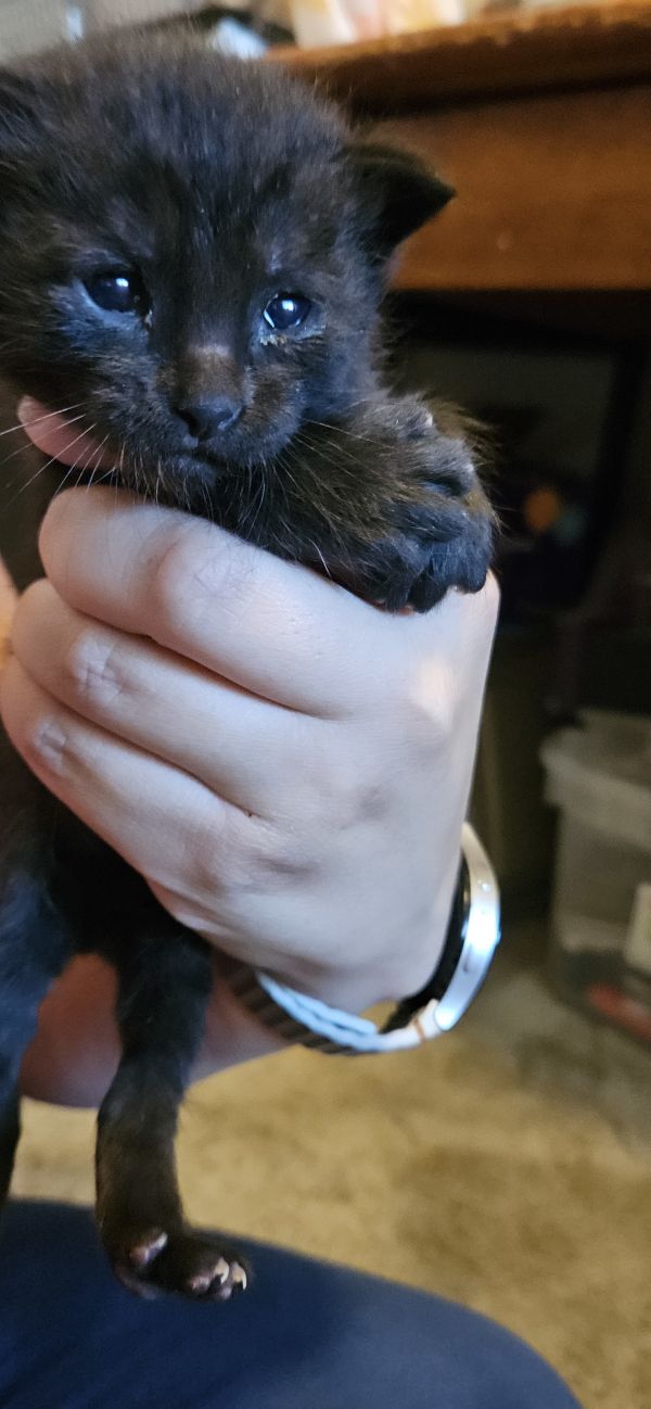 Davidson thumbnail 5