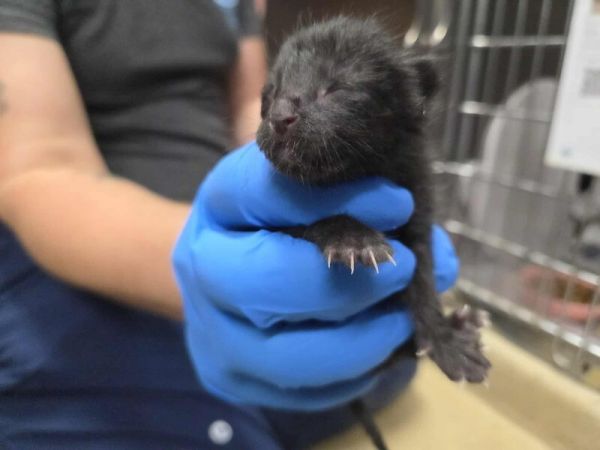 Davidson thumbnail 6