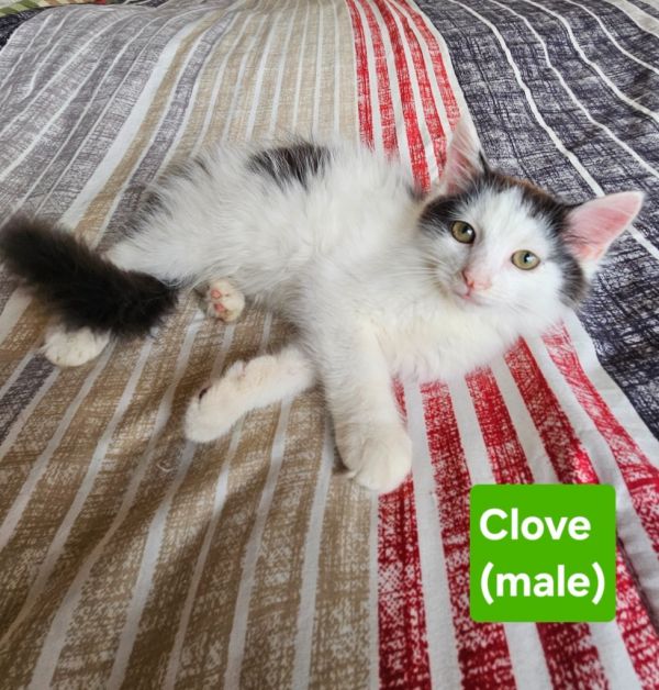 Clove