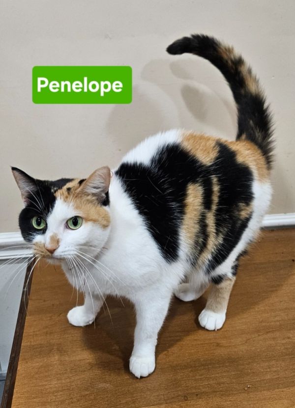 Penelope