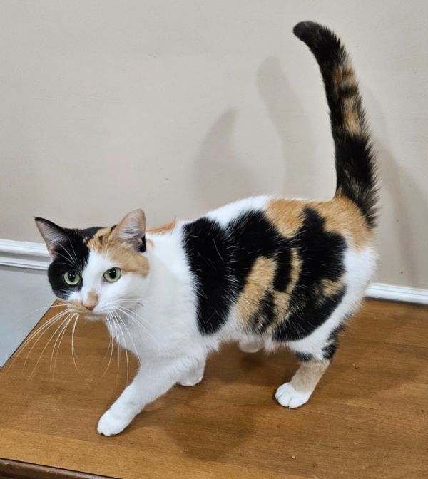 Penelope thumbnail 2