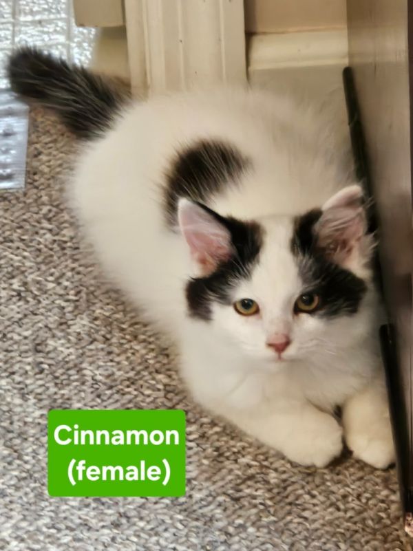Cinnamon